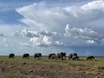 Best Kenya Group Joining Safari Experience- Masai Mara and Lake Naivasha