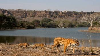 Golden Triangle With Ranthambore Tour