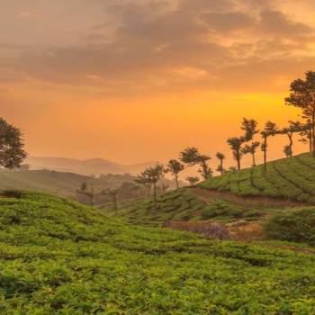 Thekkady Tour Packages