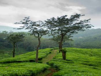 Kerala Tour — Detailed Itinerary