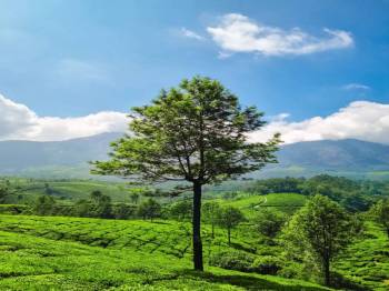 Kerala Tour — Detailed Itinerary