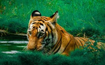 SUNDARBAN HILSA FESTIVAL 2 NIGHTS 3 DAYS TOUR