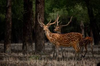SUNDARBAN HILSA FESTIVAL 2 NIGHTS 3 DAYS TOUR