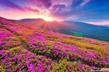 Valley of Flowers