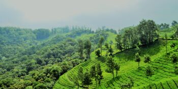 Kerala Honeymoon Special Tour Package