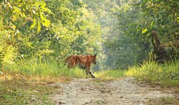 Chitwan Tour Packages