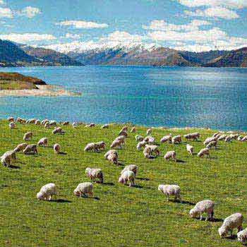 Nature View Tour New Zealand