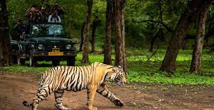 3 Days Tiger Photographic Safari Tours In Pench