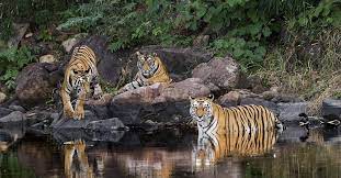 3 Days Tiger Photographic Safari Tours In Panna