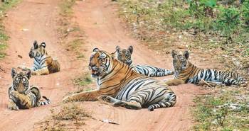 8 Days Tiger - Leopard And Sloth Bear Photographic Safari Tour In India