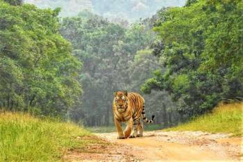 4 Days Tiger Photographic Safari Tour In Kanha National Park