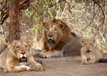 Gir Somnath Tour Packages
