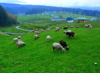 6 Days Kashmir Winter Wonderland Tour