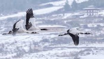 10 Nights - 11 Days Black Necked Crane Festival Tour