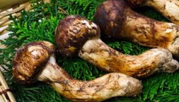 10 Nights - 11 Days Mushroom Festival Tour