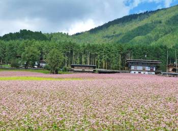 Punakha Tour Packages