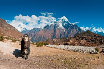 Muktinath Darshan Tour 6 Days