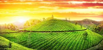 Kerala Tour Package 6 Days And 5 Nights