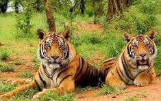 Sariska Tour Package - 2 Nights 3 Days