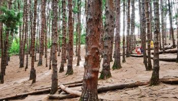 5 Nights - 6 Days Ooty - Pykara - Coonoor - Avalanche Tour