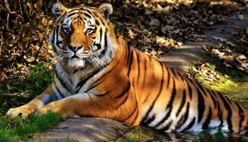 5 Nights - 6 Days Ooty - Pykara - Coonoor - Avalanche Tour