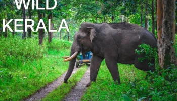 Wild Kerala - 4 Nights 5 days