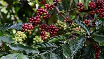 Honeymoon Delight - Coorg & Ooty