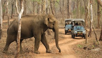 Honeymoon Delight - Coorg & Ooty