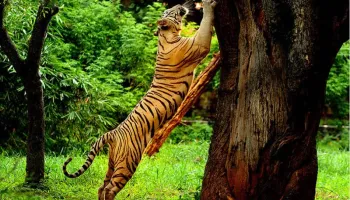 Wayanad Luxurious Wild