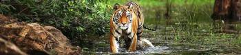 7 Night - 8 Days Tiger Trail With Exotic Khajuraho Tour