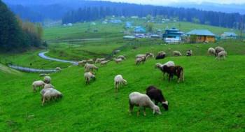 2Nights 3 Days Kashmir Tour Package