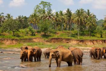 Thekkady Tour Packages