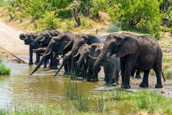 Thekkady Tour Packages