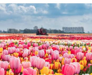 KASHMIR TULIP FESTIVAL 3N/4D