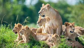 5 Days Zanzibar - Day Safari Mikumi Tour