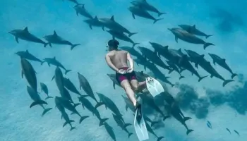 Zanzibar Vacation - Amazing 4-Day Of Swim - Explore - Relax Tour