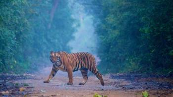 Jim Corbett  02 Nights - 03 Days Tour