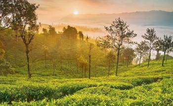 Bangalore - Mysore - Coorg - Ooty Tour Package 6 Night - 7 Days