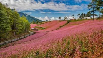 Punakha Tour Packages