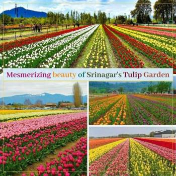 5D 4N Tulip Festival Tour