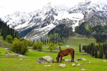 6 Days and 5 Nights Sonamarg - Gulmarg - Phalgam - Srinagar Kashmir Tour