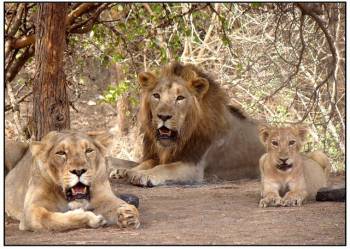 3 Day Dwarka - Somnath - Sasan Gir Tour