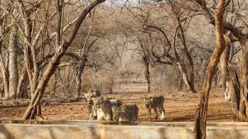 4 Day Diu - Sasan Gir Tour Package