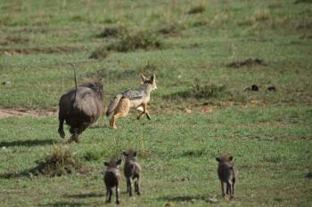 Ngorongoro Tour Packages