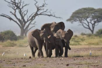 Masai Mara Tour Packages