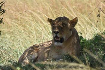 Ngorongoro Tour Packages