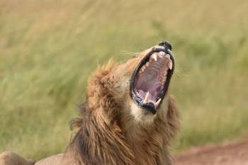 Masai Mara Tour Packages