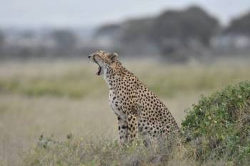 Manyara Tour Packages