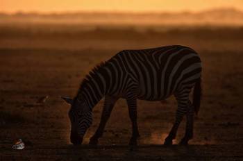 Masai Mara Tour Packages