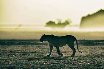 Masai Mara Tour Packages